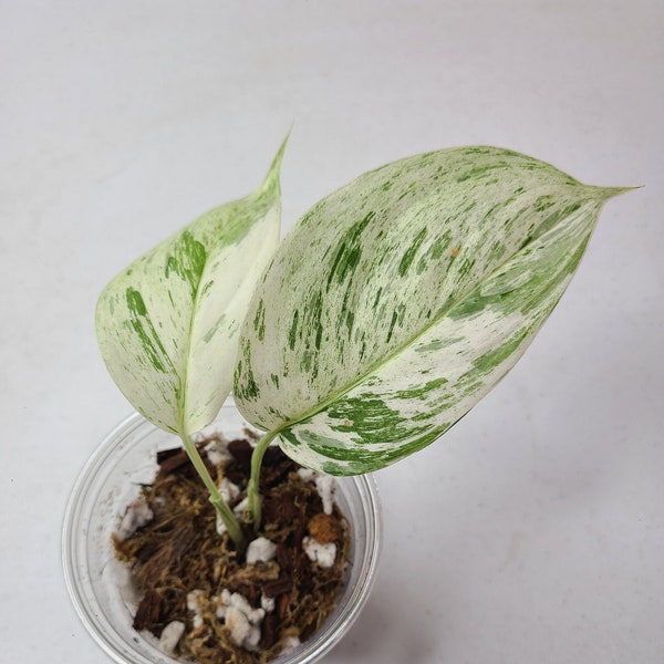 Scindapsus Hederaceus Variegated Marble | Lightly Rooted