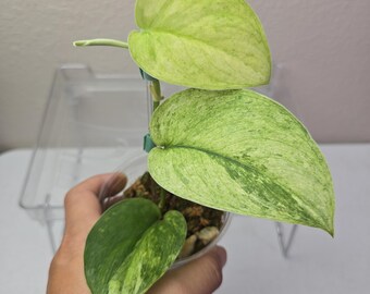Scindapsus Yupa Variegated | Very Rare Find | Free USPS Express