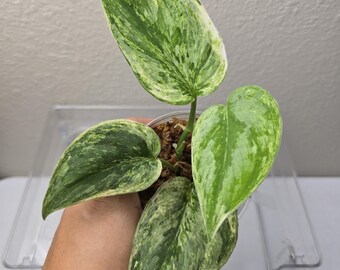訳あり特価！　Scindapsus Yupa ② Scindapsus Yupa Variegated | Very Rare Find | Free USPS Express