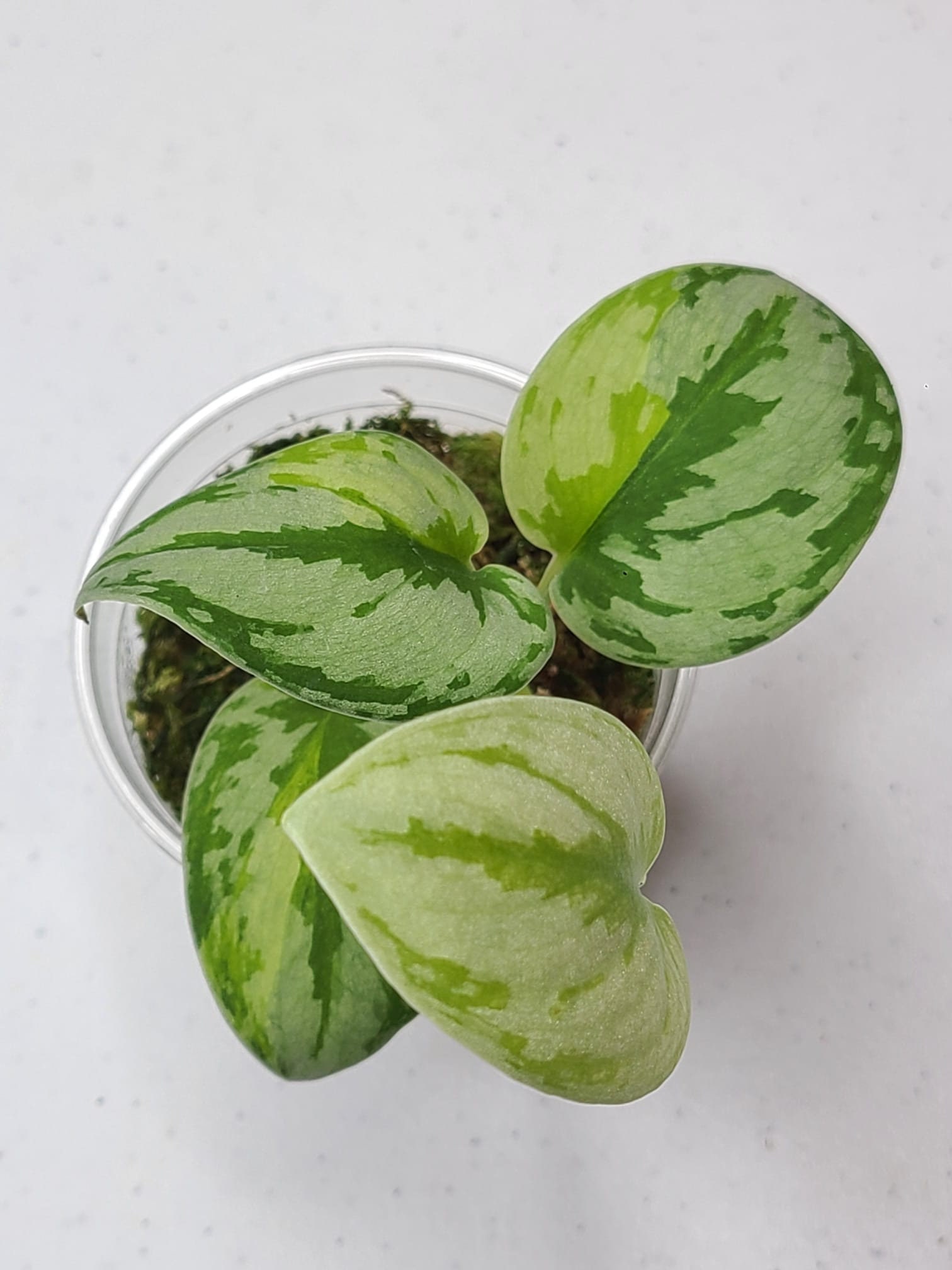 Scindapsus Yupa Variegated | Very Rare Find | Free USPS Scindapsus Yupa Variegated | Very Rare Find | Free USPS
