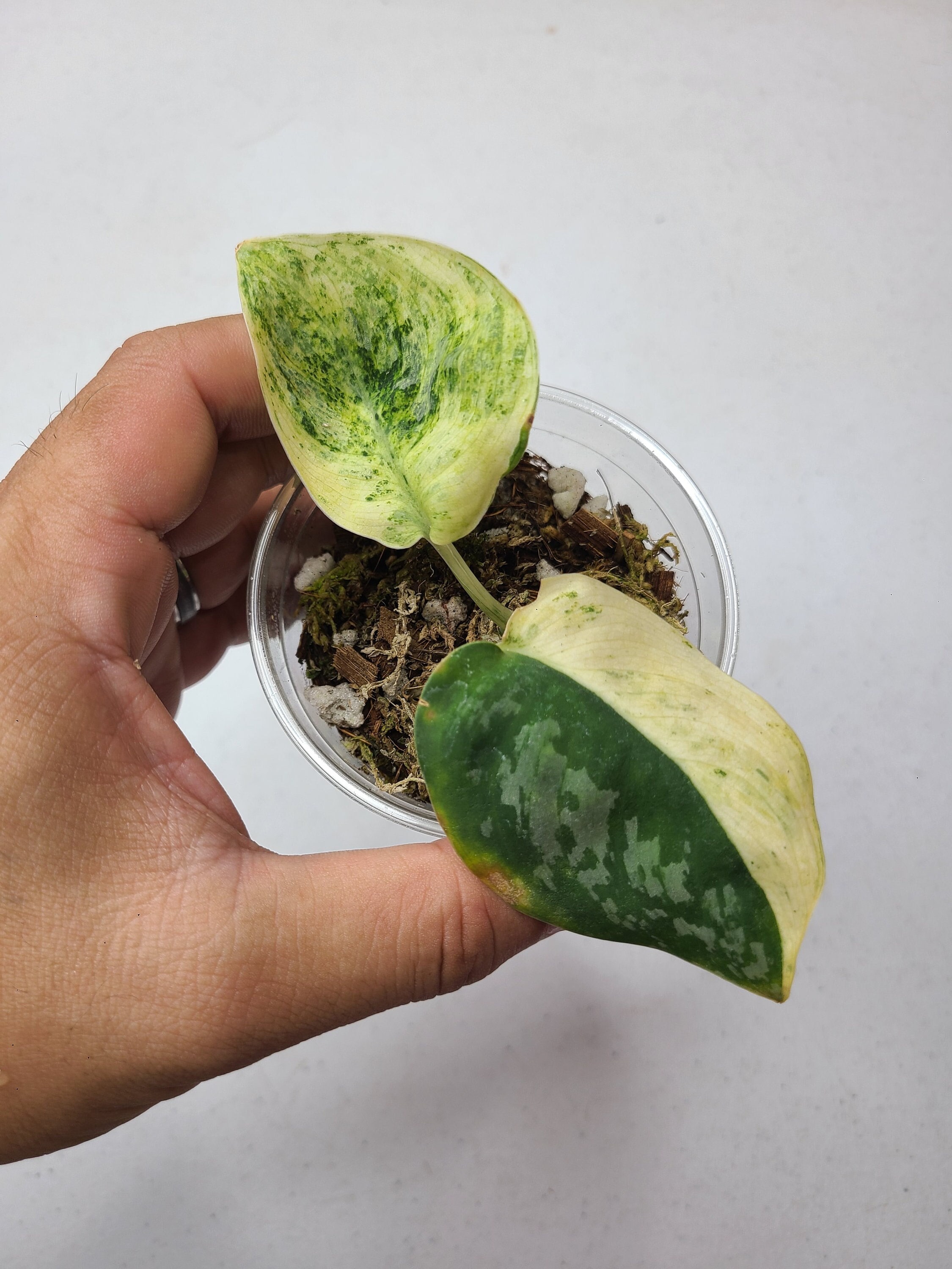 その他観葉植物 scindapsus Tembaga Scindapsus Tembaga - Etsy