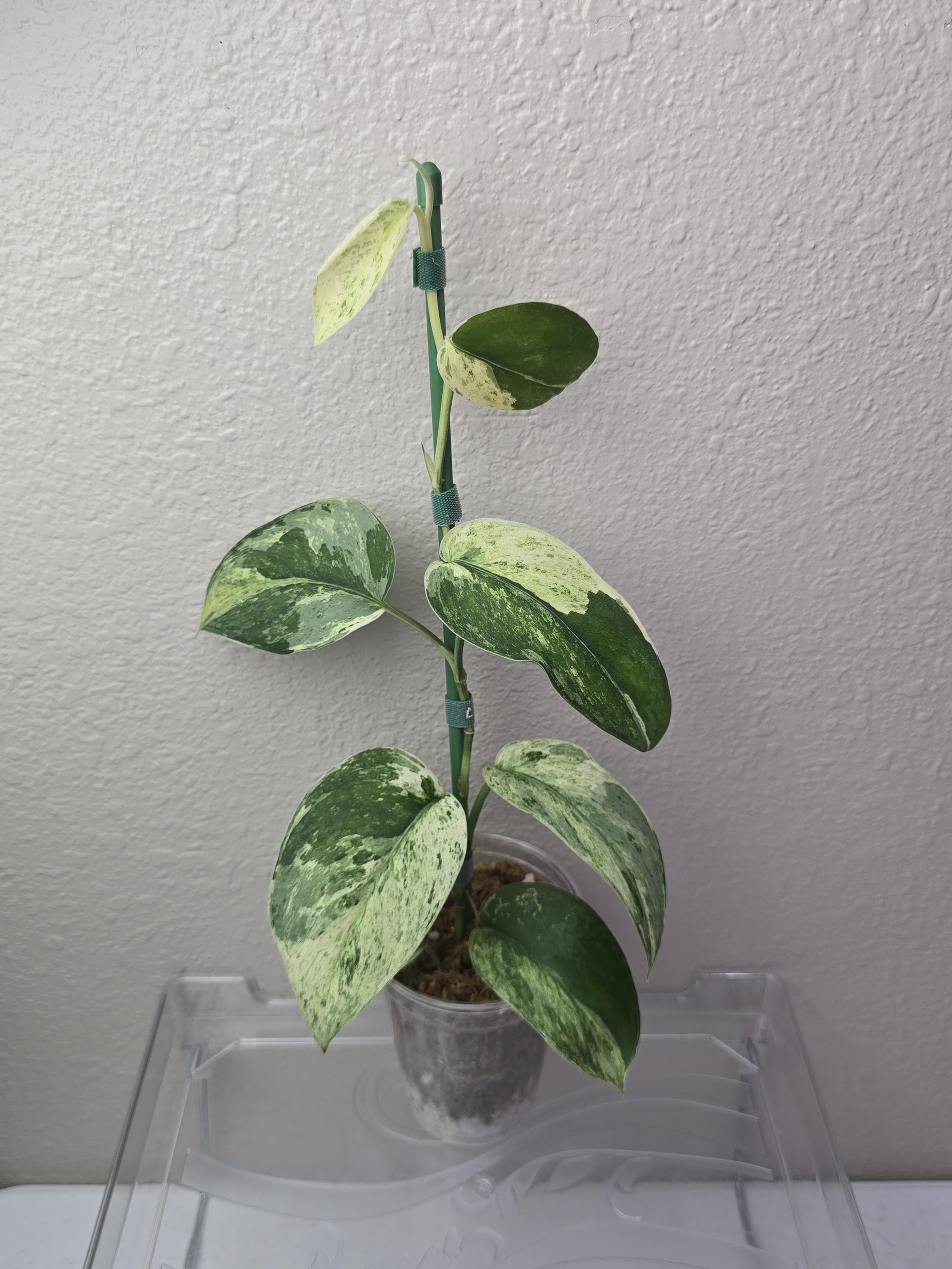 Scindapsus Geulis - Etsy