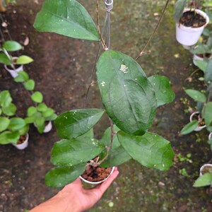 May include: A Hoya plant with dark green, ovate leaves featuring subtle silver speckling. The plant is potted in a small container with bark-based soil and is suspended by a metal wire hanger, showcasing its vining stems and waxy foliage.