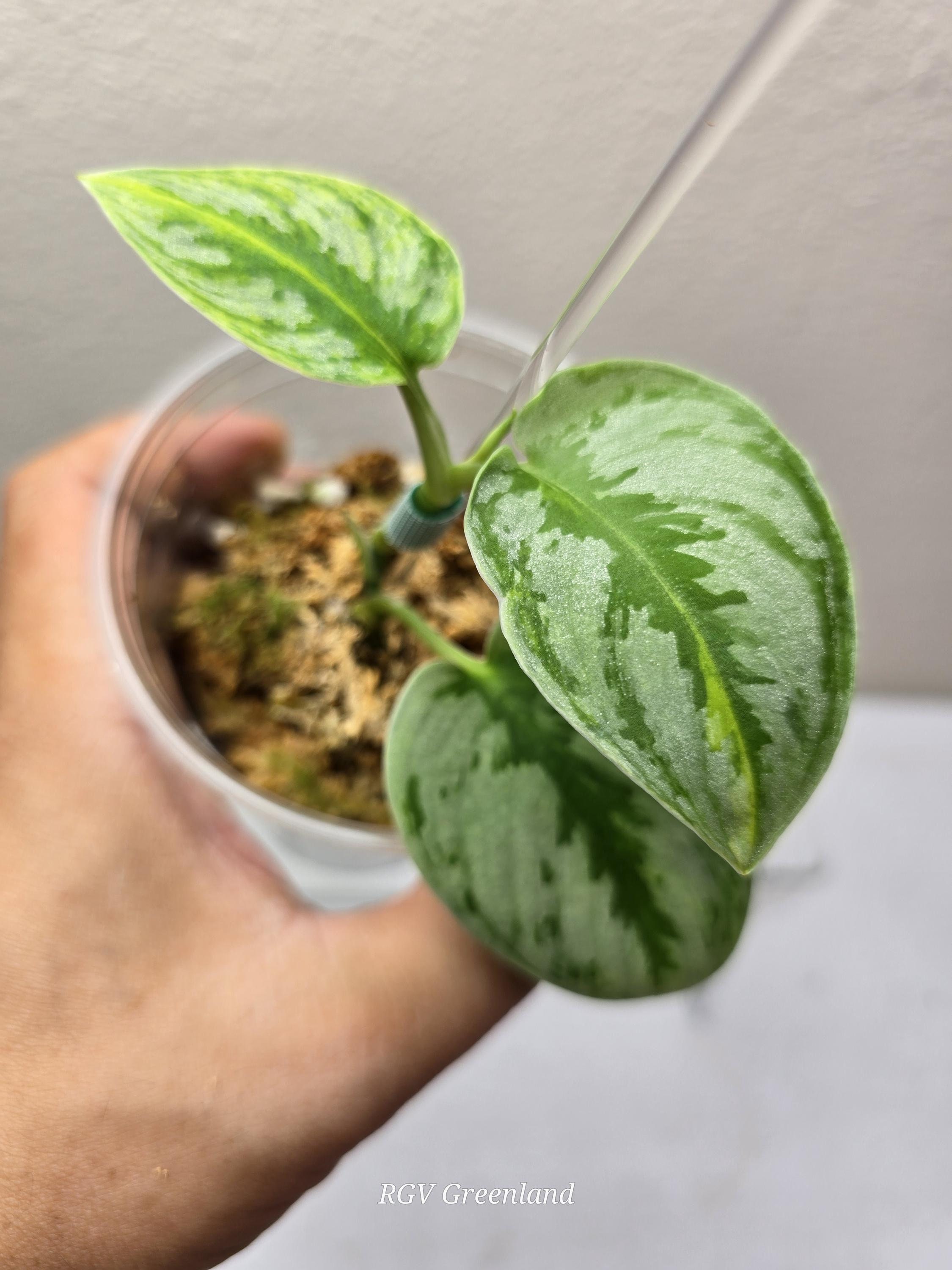その他観葉植物 Scindapsus Yupa Scindapsus Yupa Variegated - Etsy 日本