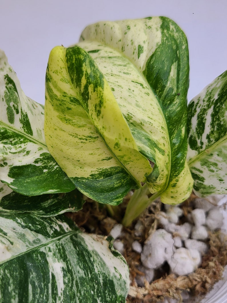 Rhaphidophora Puberula Variegated - Etsy