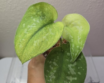 訳あり特価！　Scindapsus Yupa ② Scindapsus Yupa Variegated | Very Rare Find | Free USPS Express
