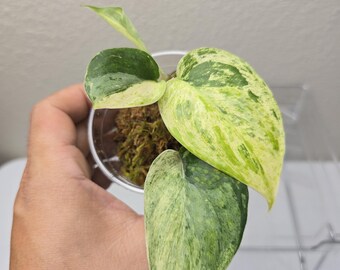 Scindapsus Yupa Variegated | Very Rare Find | Free USPS