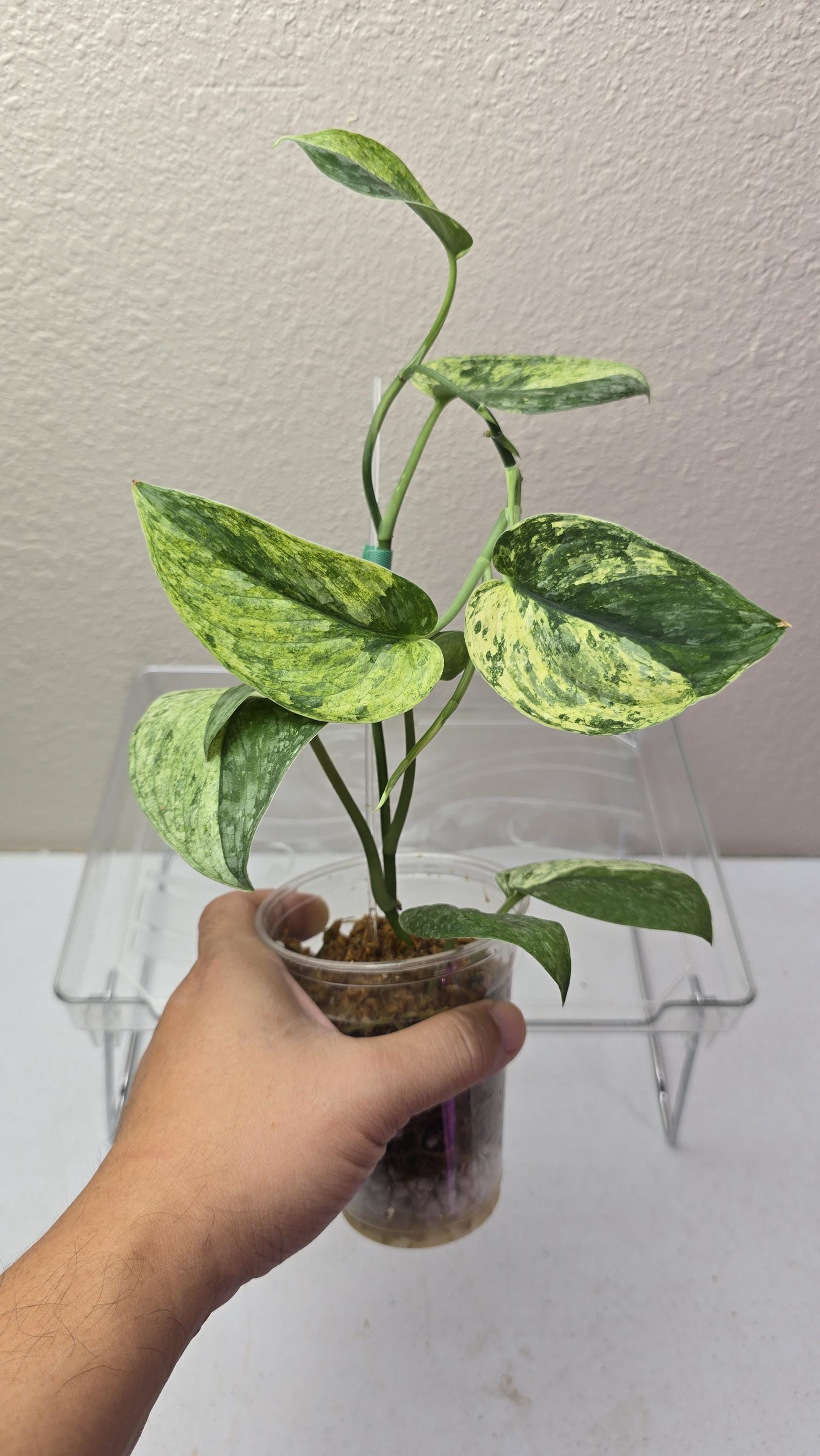 Scindapsus Halimoon - Etsy