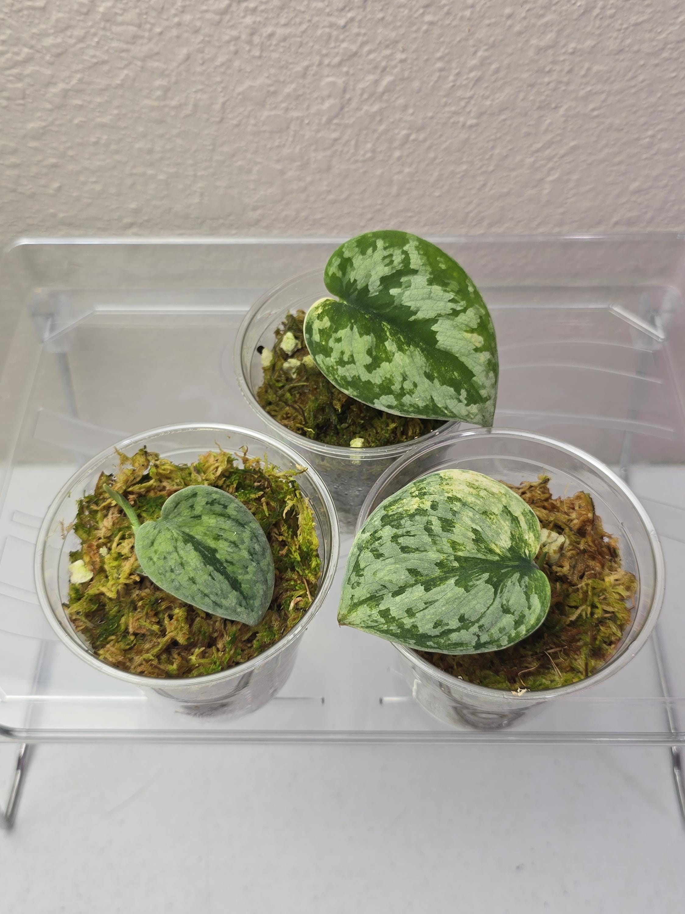 (December⭐︎)スキンダプサス バクダパティp1 ダークフォーム Scindapsus Bakudapati - Etsy