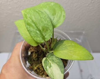 Scindapsus Yupa Variegated | Very Rare Find | Free USPS Express