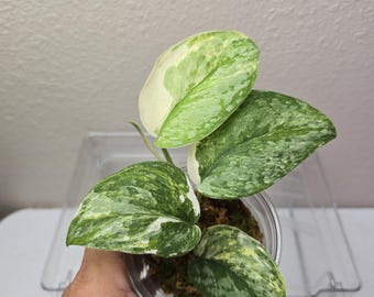 Scindapsus Yupa Variegated | Very Rare Find | Free USPS