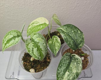 Scindapsus Bunaken or Silver Knight Variegated Albo - Etsy