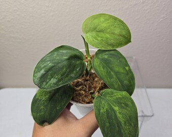 Scindapsus Yupa Variegated | Very Rare Find | Free USPS
