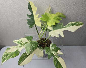 Philodendron Florida Beauty X Tortum Variegated Rooted Node