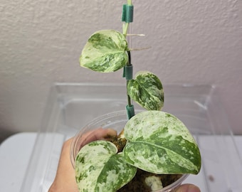 Scindapsus Yupa Variegated | Very Rare Find | Free USPS Express