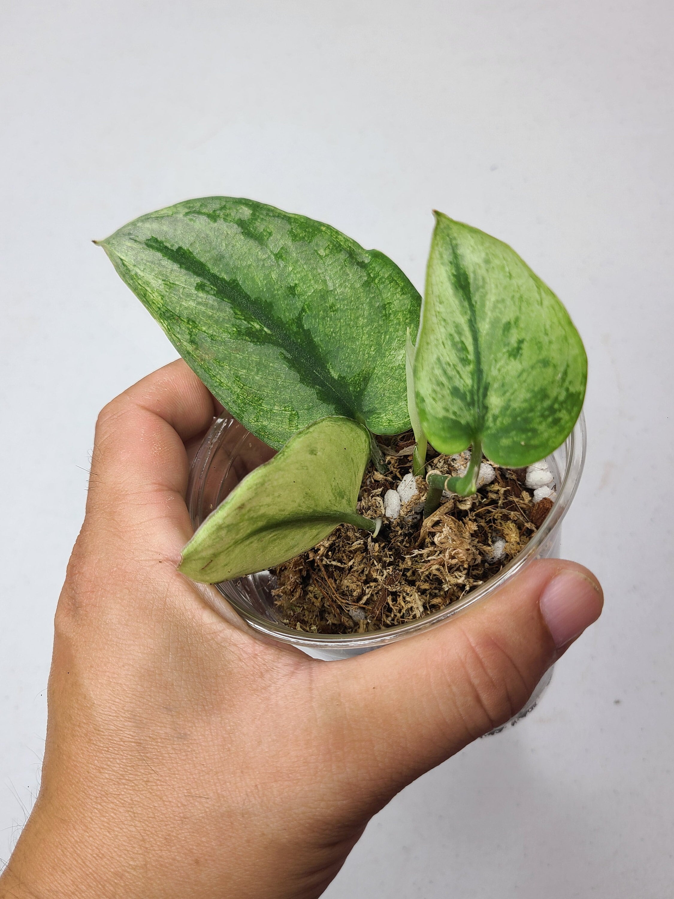 Scindapsus Silver Knight 