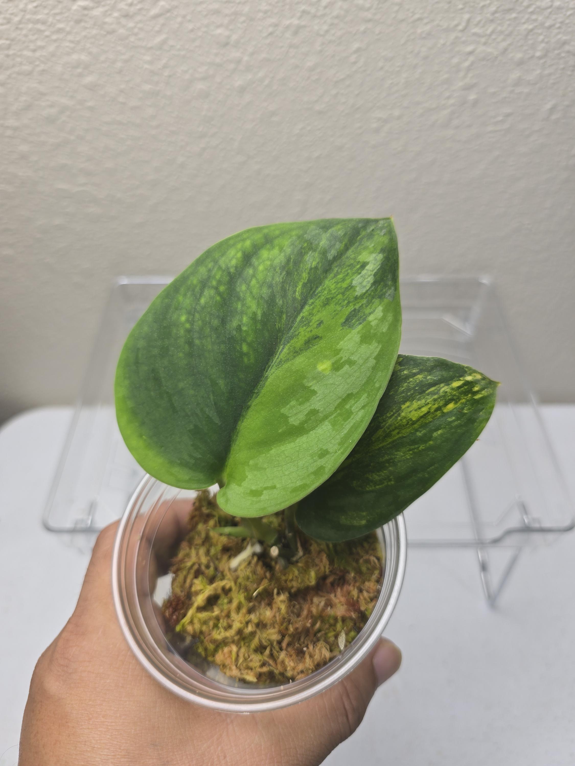 その他観葉植物 scindapsus garawa Scindapsus Garawa | Rare Find - Etsy