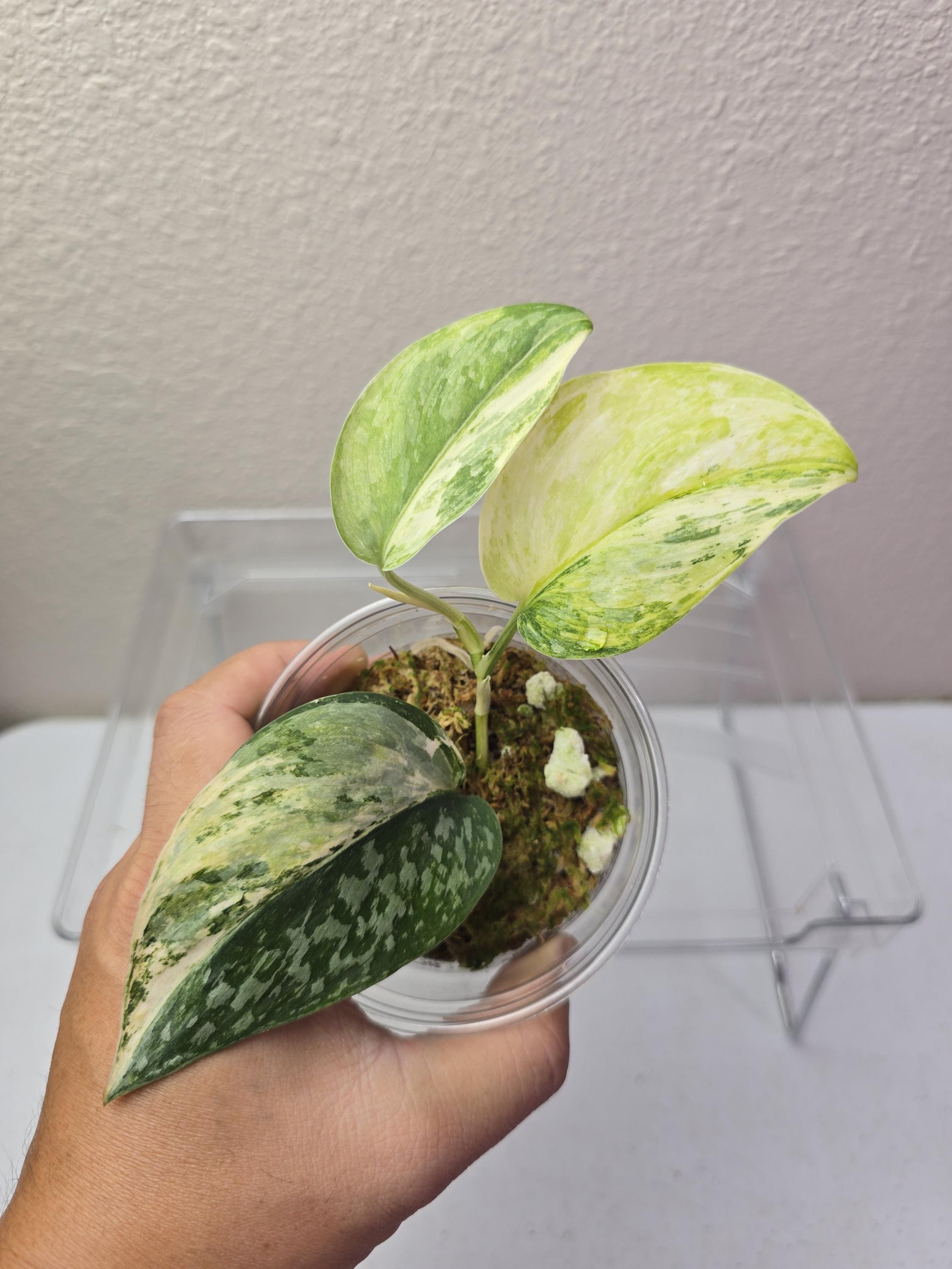 Scindapsus Rajatapura Tricolor | Premium Variegations - Etsy