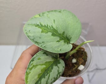 Scindapsus Yupa – Scindapsus Borneo
