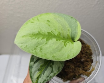 Rare Scindapsus Yupa Variegated | US Seller | New Growth | Exact