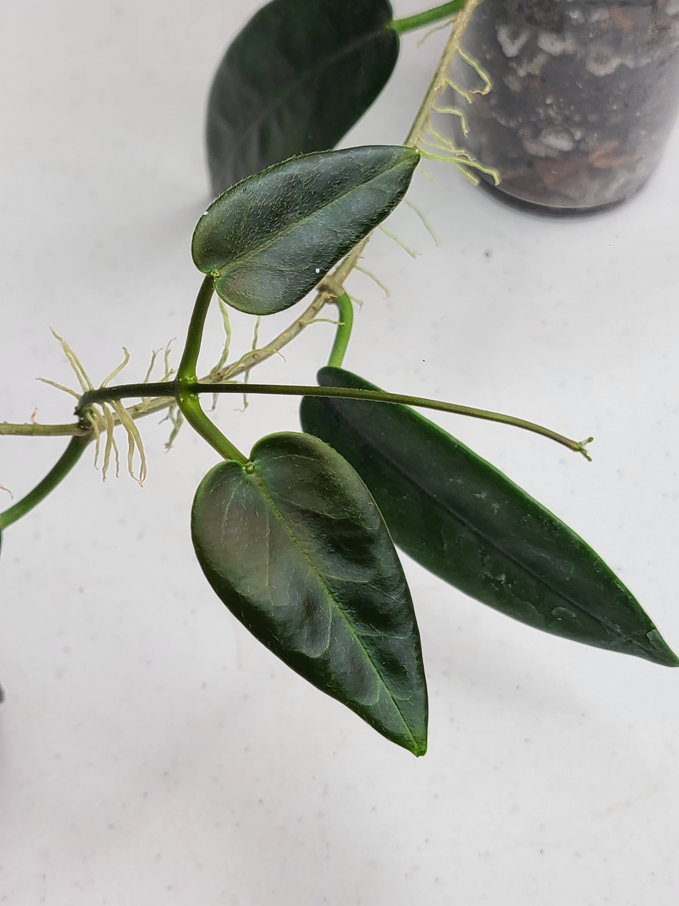 珍種　ホヤ　Hoya Stenakei dark サクララン① 珍種 ホヤ シェパーリ Hoya shepherdii サクララン 吊り鉢 その他