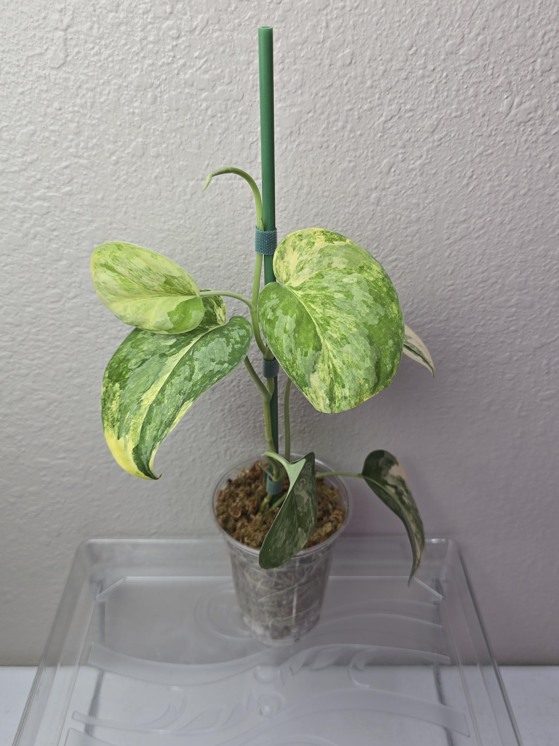 Scindapsus Swarnabhumi | Exotica Variegated Aurea Variant - Etsy