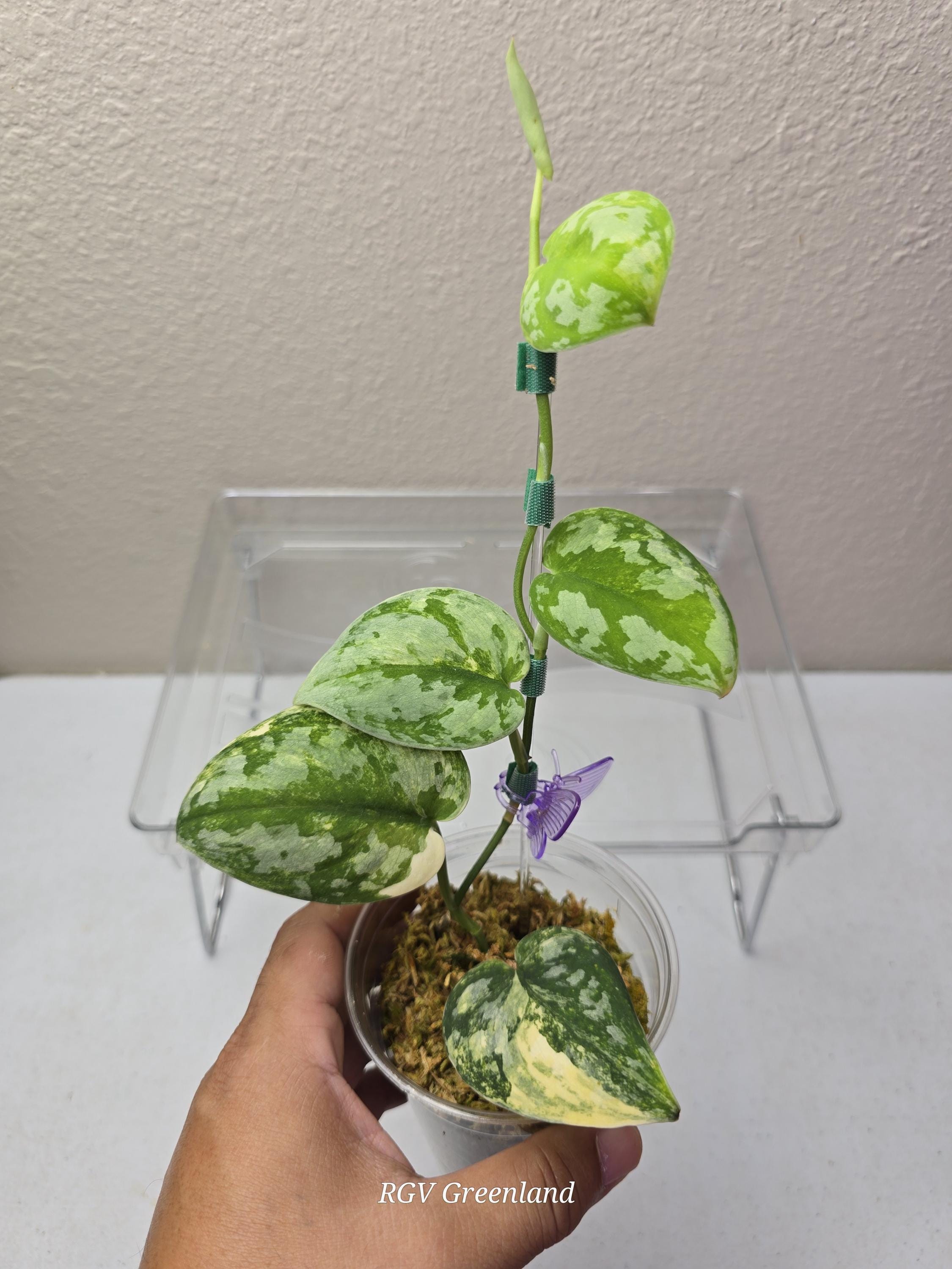 Scindapsus Bakudapati - Etsy