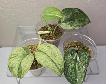 Scindapsus Yupa Variegated | Very Rare Find | Free USPS Express