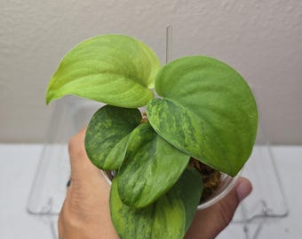 Scindapsus Yupa – Scindapsus Borneo