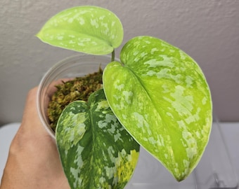 Scindapsus Yupa Variegated | Very Rare Find | Free USPS Express