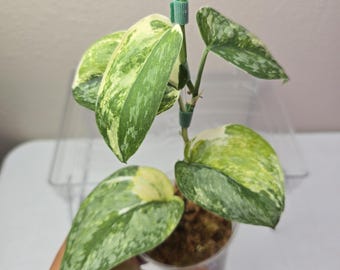 スキンダプサス ブナケン シルバー斑 レアScindapsus Bunaken