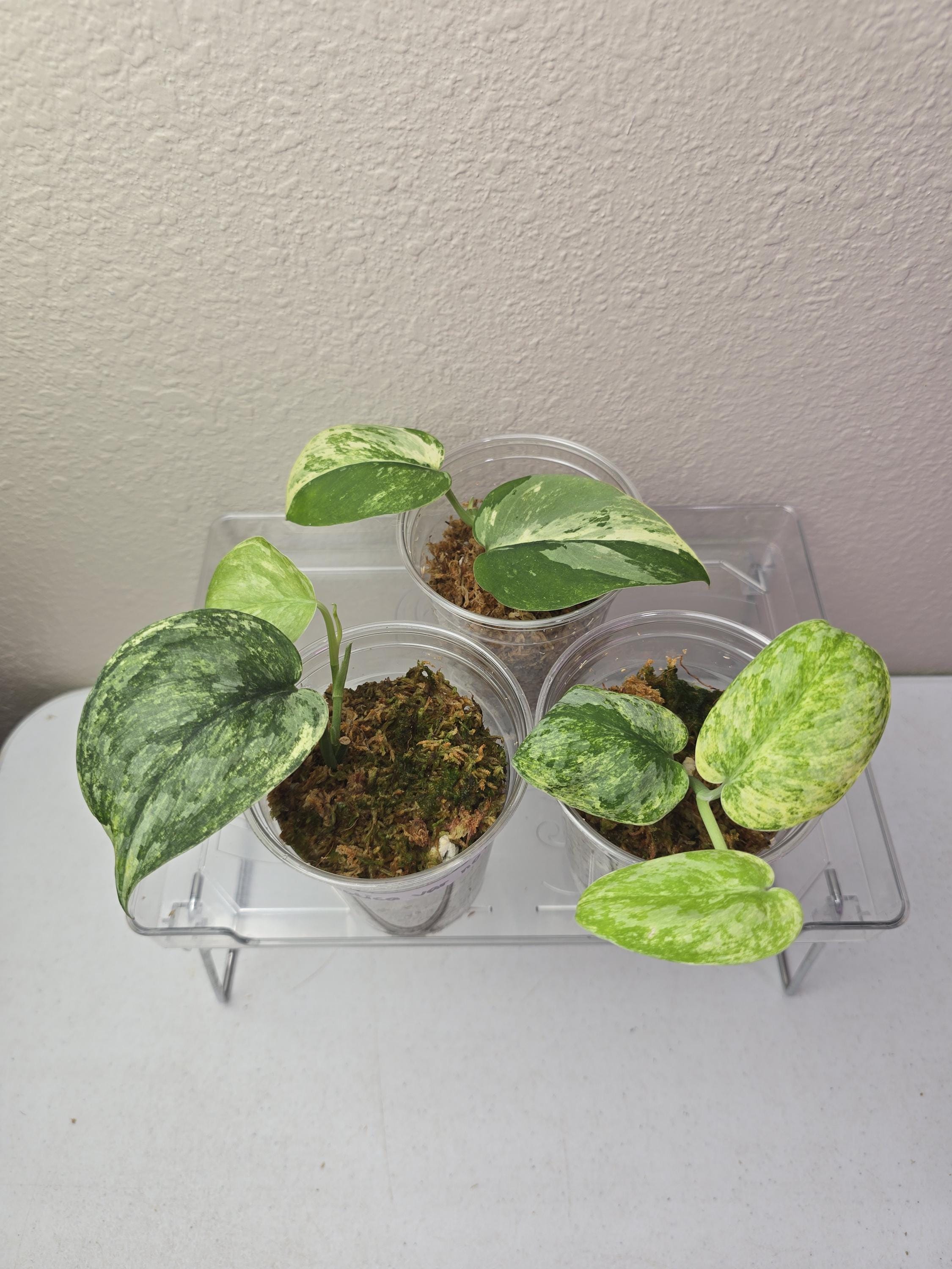 その他観葉植物 scindapsus Tembaga Scindapsus exotica tembaga – Scindapsus Borneo