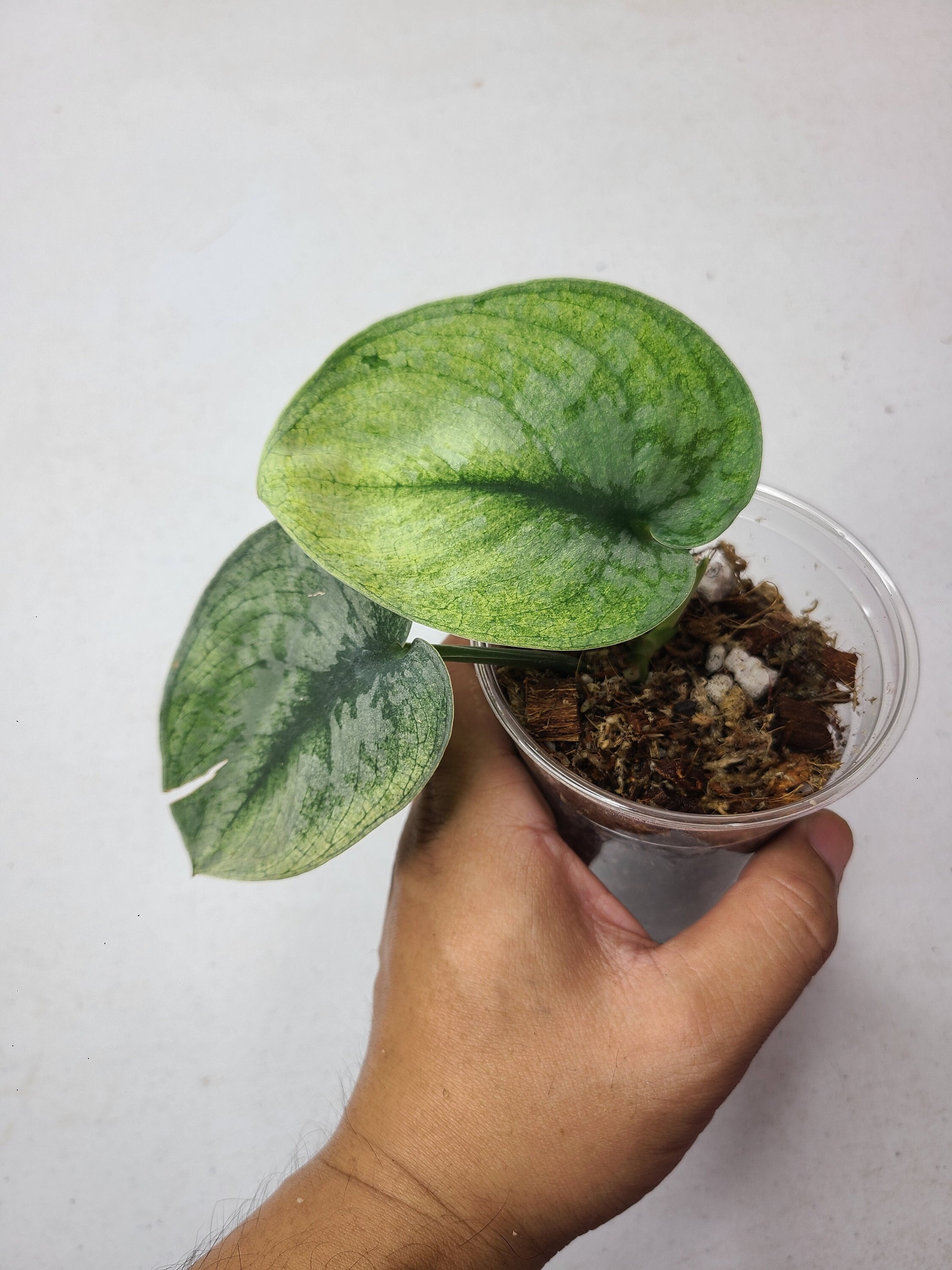 レア　Scindapsus MIRACLE 親株写真あり Scindapsus Exotica 
