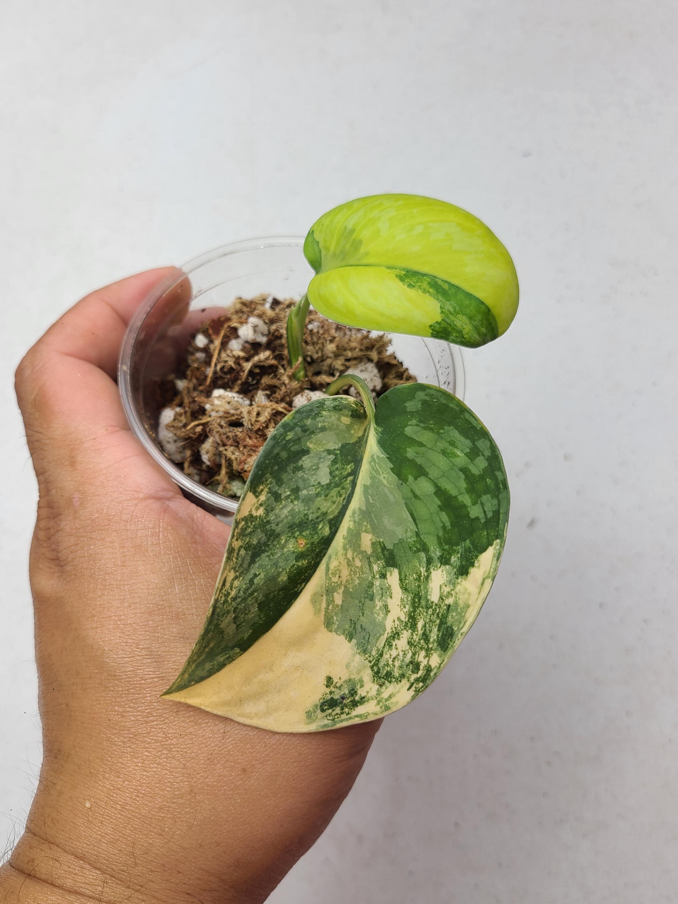 Scindapsus Exotica Variegated 