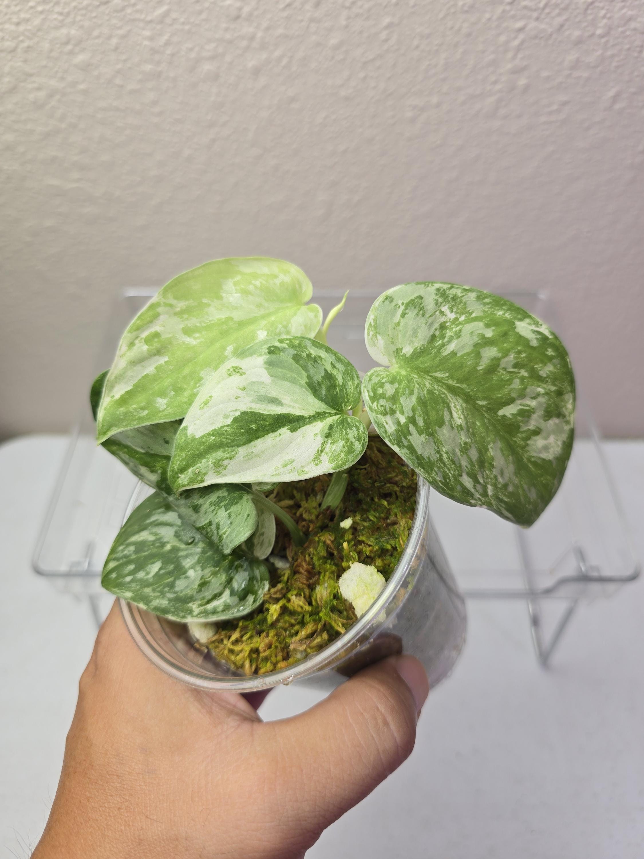 その他観葉植物 scindapsus permata Scindapsus Argyraeus Variegated 