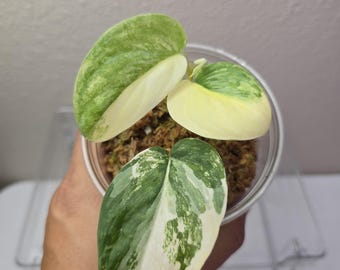 Scindapsus Yupa Variegated | Very Rare Find | Free USPS Express