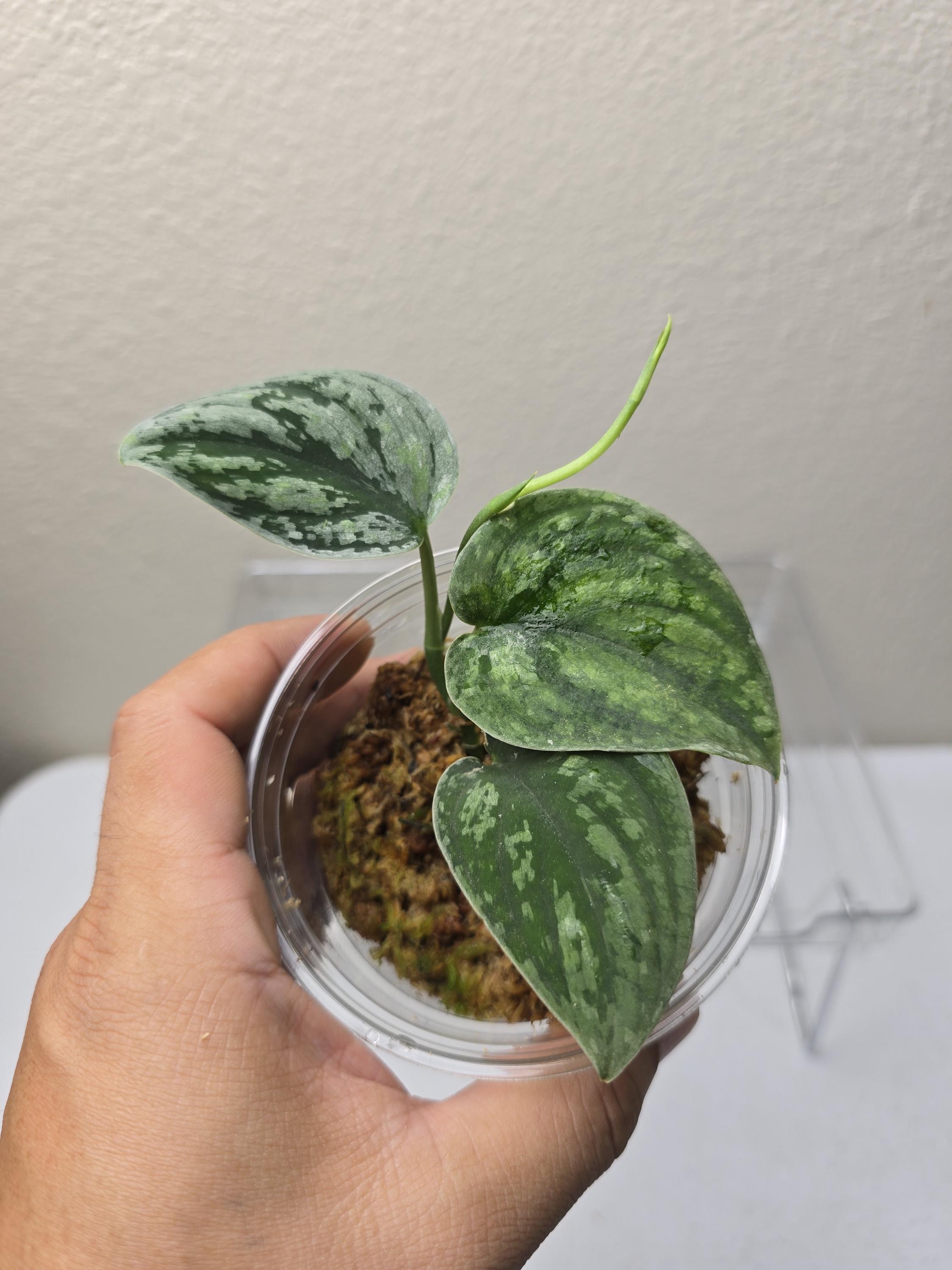 Scindapsus Argyraeus 