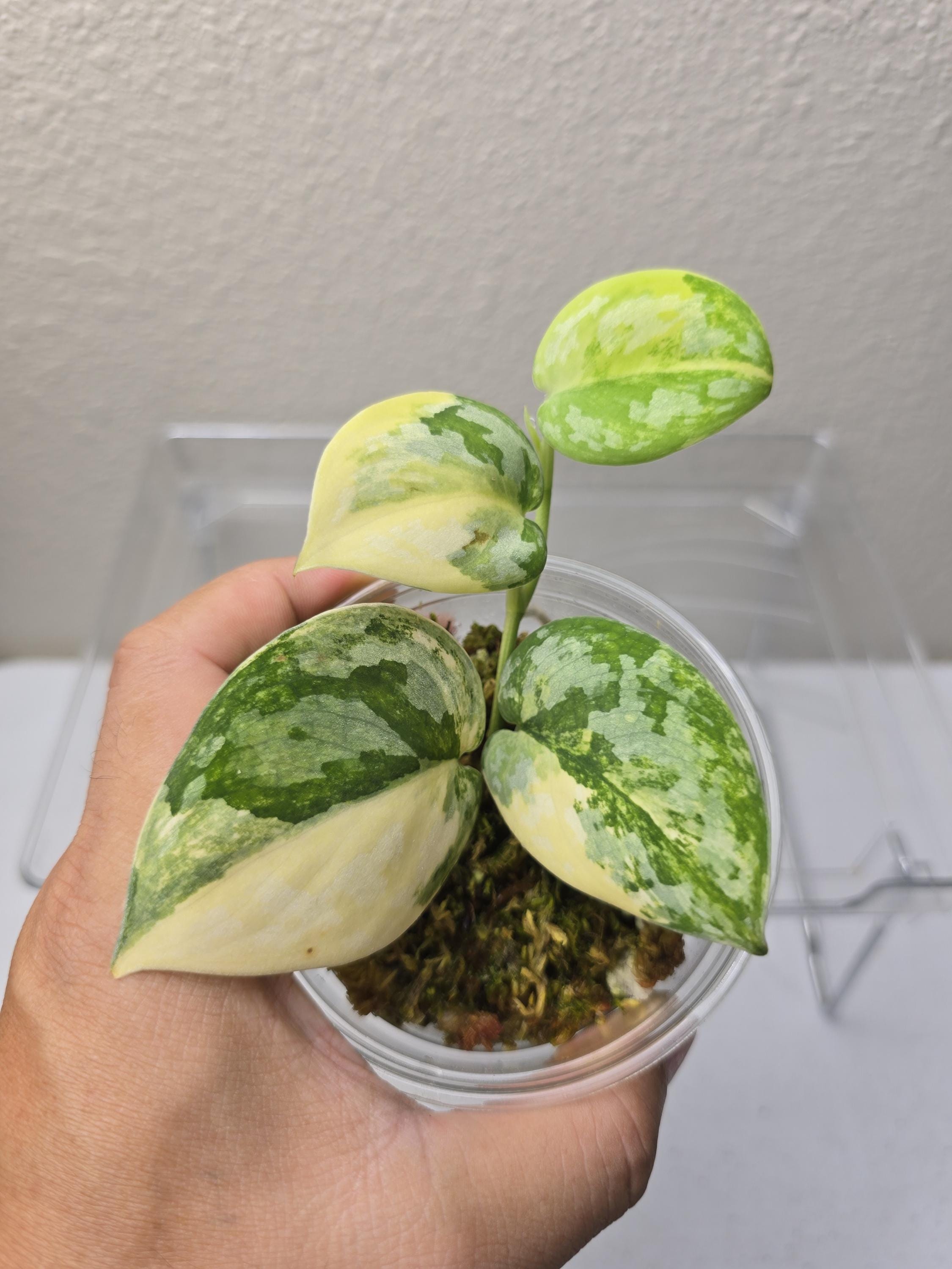 (December⭐︎)スキンダプサス バクダパティp1 ダークフォーム Scindapsus Bakudapati - Etsy