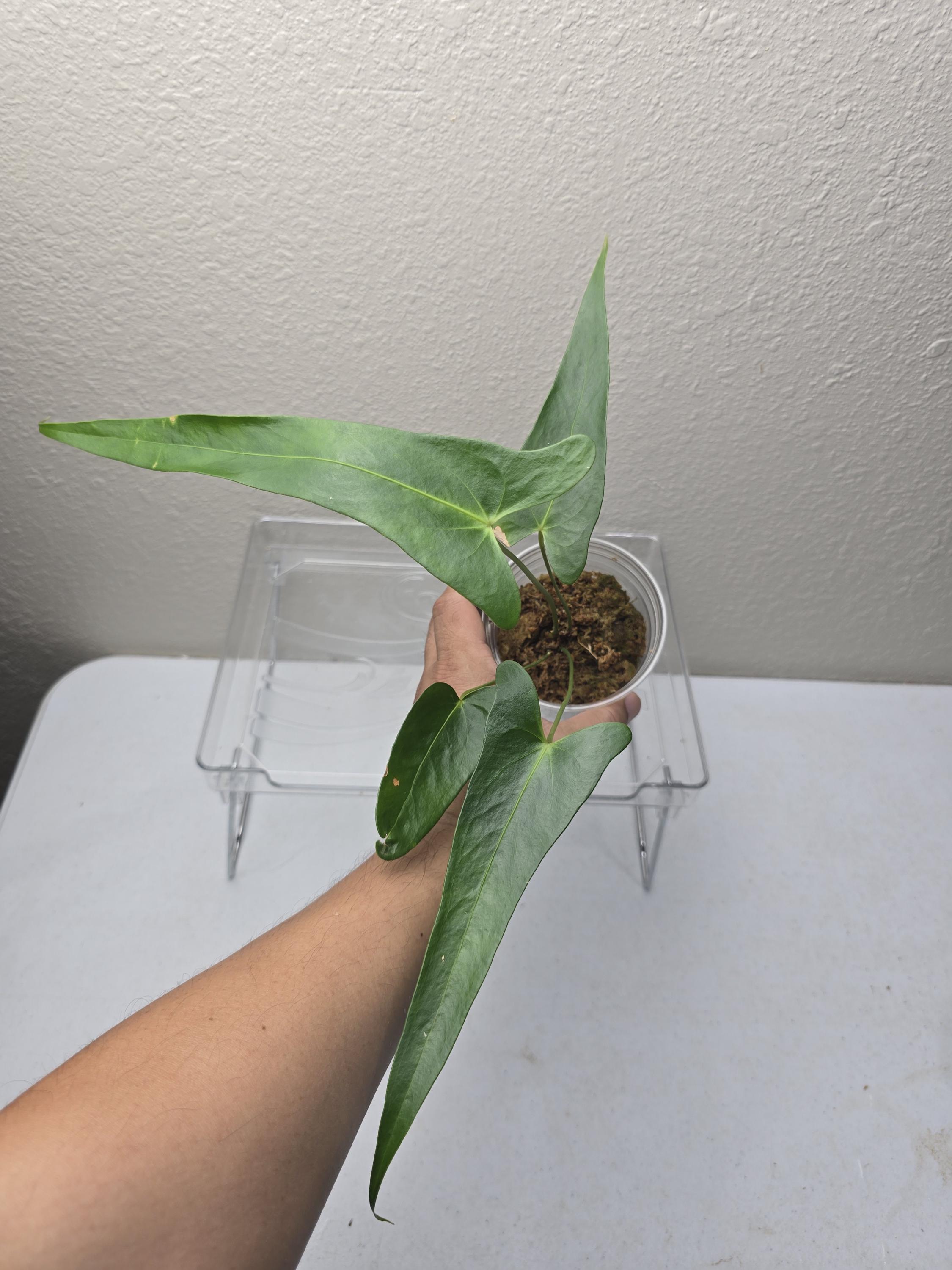 Anthurium Chiapasense - Etsy