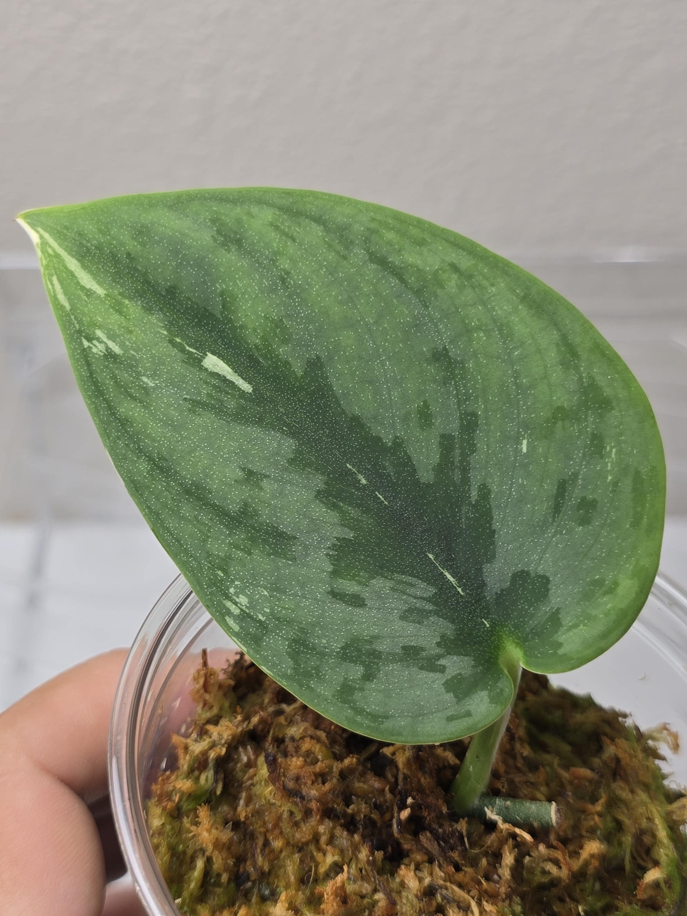 Scindapsus Bunaken or Silver Knight Variegated Albo - Etsy