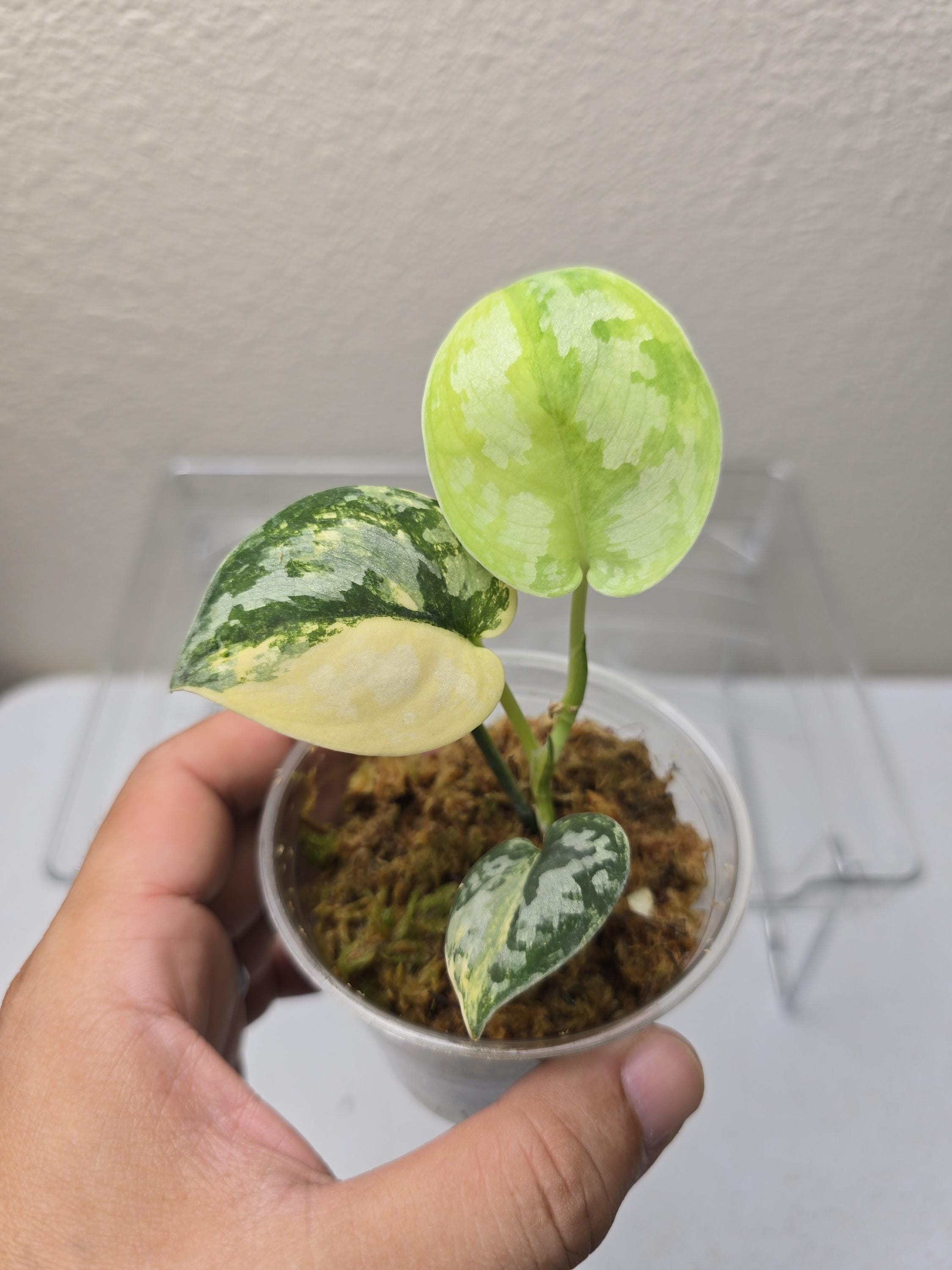 Scindapsus Bakudapati variegated. We are tapping more into