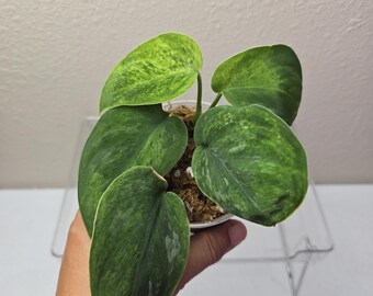 Scindapsus Yupa Variegated | Very Rare Find | Free USPS
