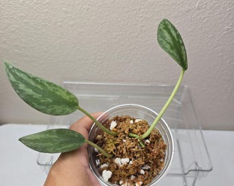 Scindapsus Yupa Variegated | Very Rare Find | Free USPS