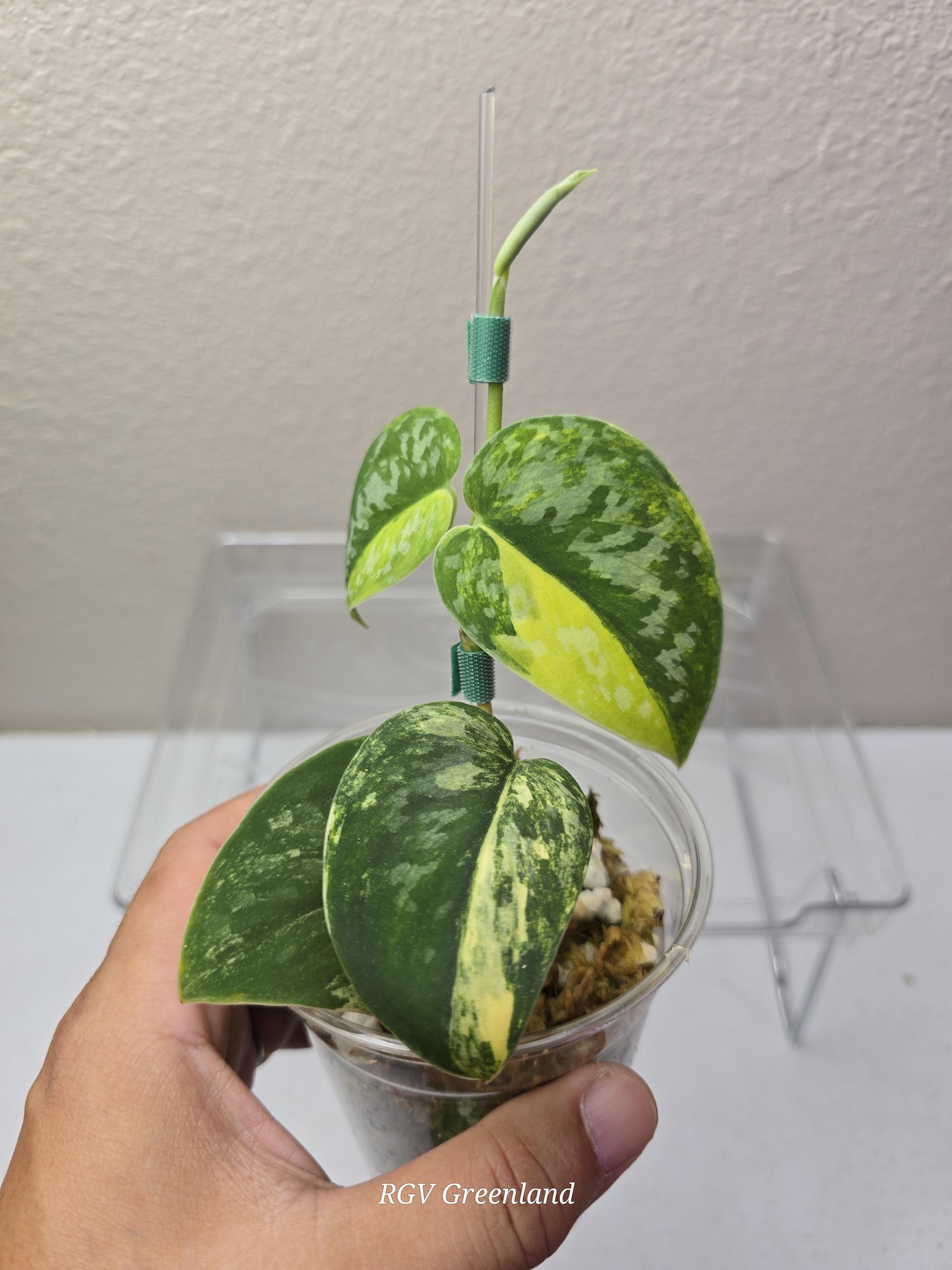 【極上斑】Scindapsus Green Diamond Scindapsus Green Diamond – Scindapsus Borneo