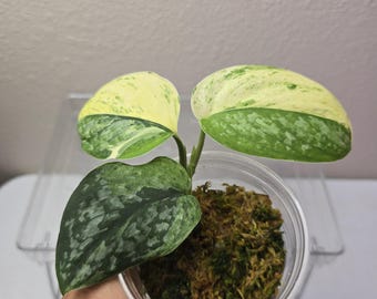 Scindapsus Yupa Variegated | Very Rare Find | Free USPS Express