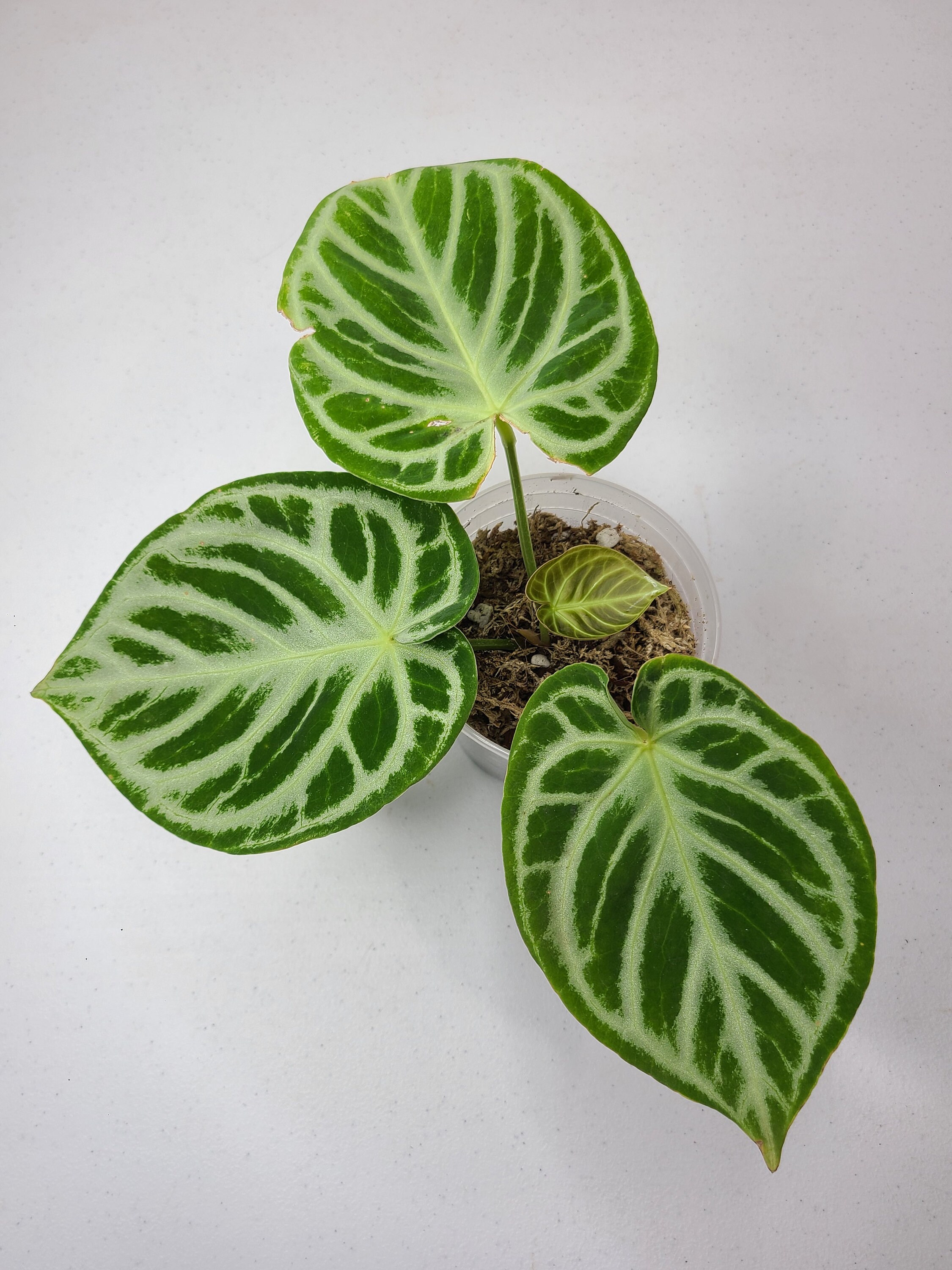 Anthurium Dorayaki Silver (dorayaki X Silver Blush) - Etsy