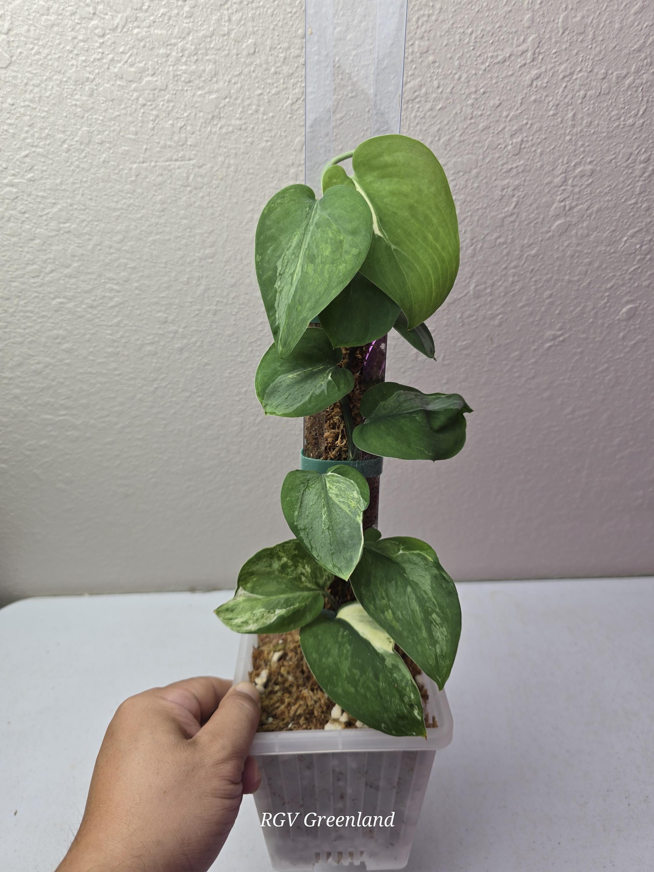 Scindapsus Exotica ‘Acintya’ Mutated It is really stunning variegated pattern 🤩 Scindapsus