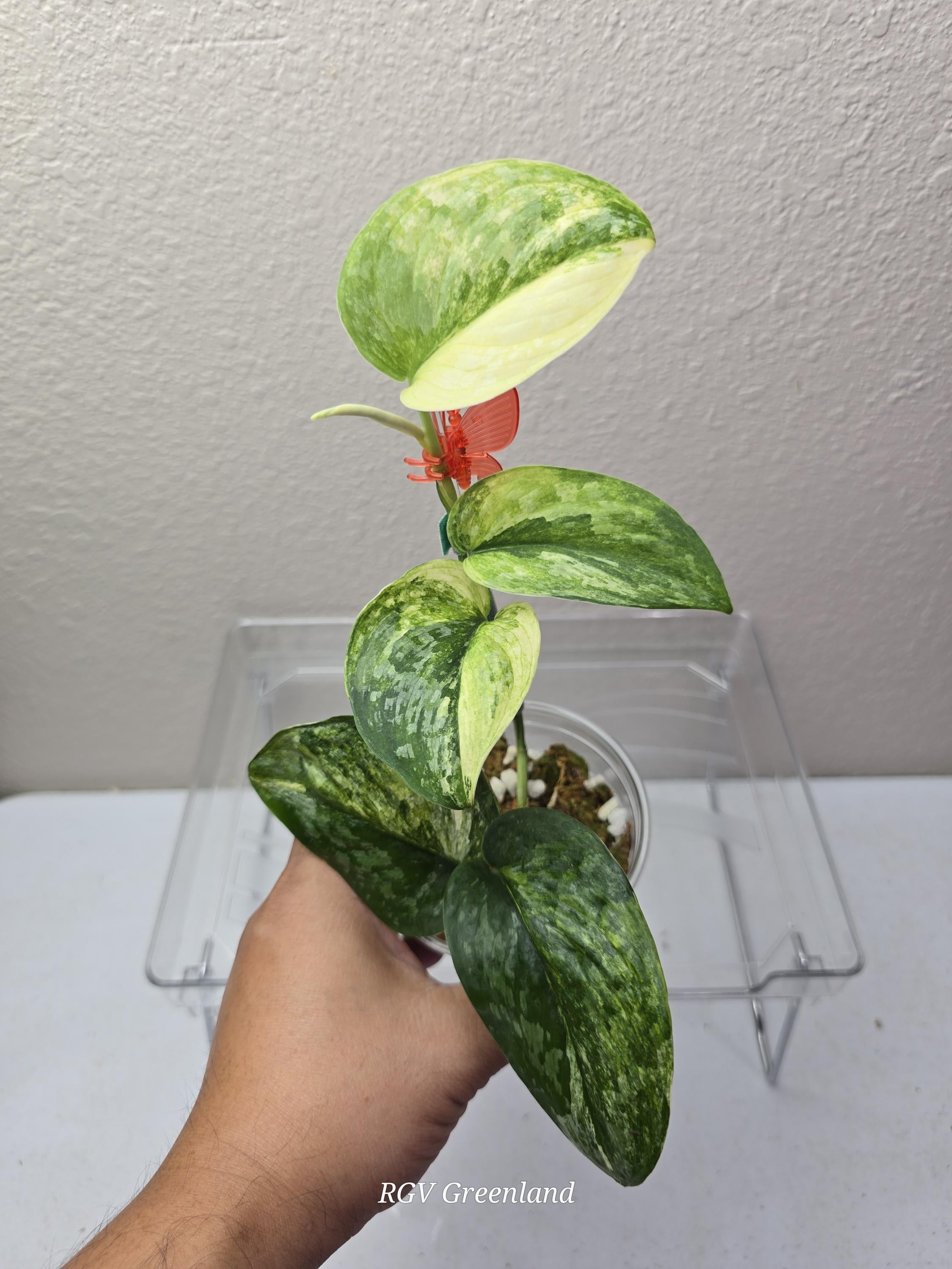 Scindapsus Rajatapura Tricolor | Rare Find - Etsy