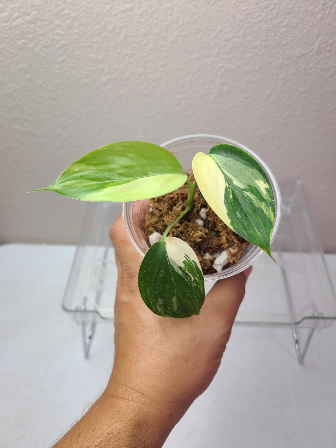 Scindapsus blue albo mutation 