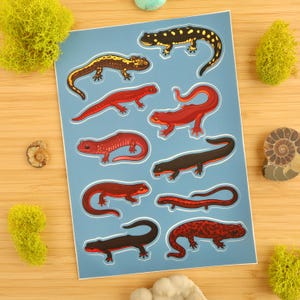 Salamanders of California Sticker Sheet / Amphibians / Newt / Herpetology / Herpetologist / Ecology